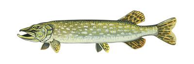 esox lucius movie esox lucius movie